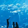 Explore DubaiâS Lost Chambers Aquarium: Tickets For One, Two, Or Four Dubai - Image 12